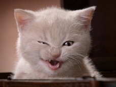 Смішні відео про котів // №2 - YouTube